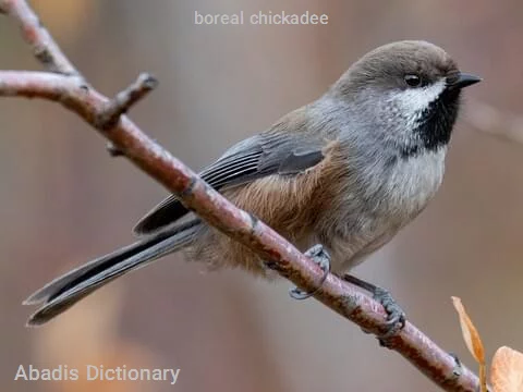 boreal chickadee